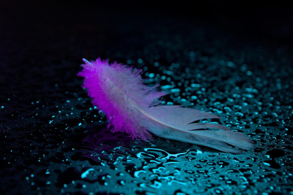 feather, wet, floor, water, nature, purple feather